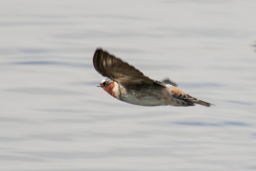 Cliff Swallow - ML141864181