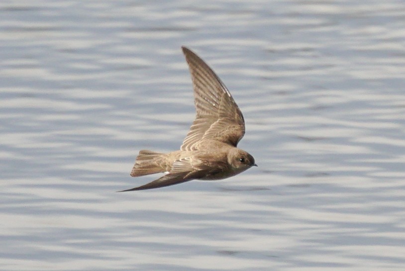 Northern Rough-winged Swallow - ML141864611
