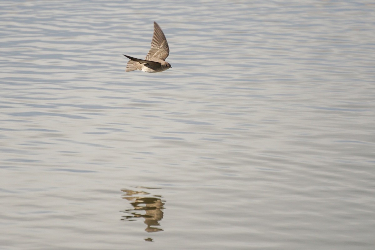 Northern Rough-winged Swallow - ML141864761