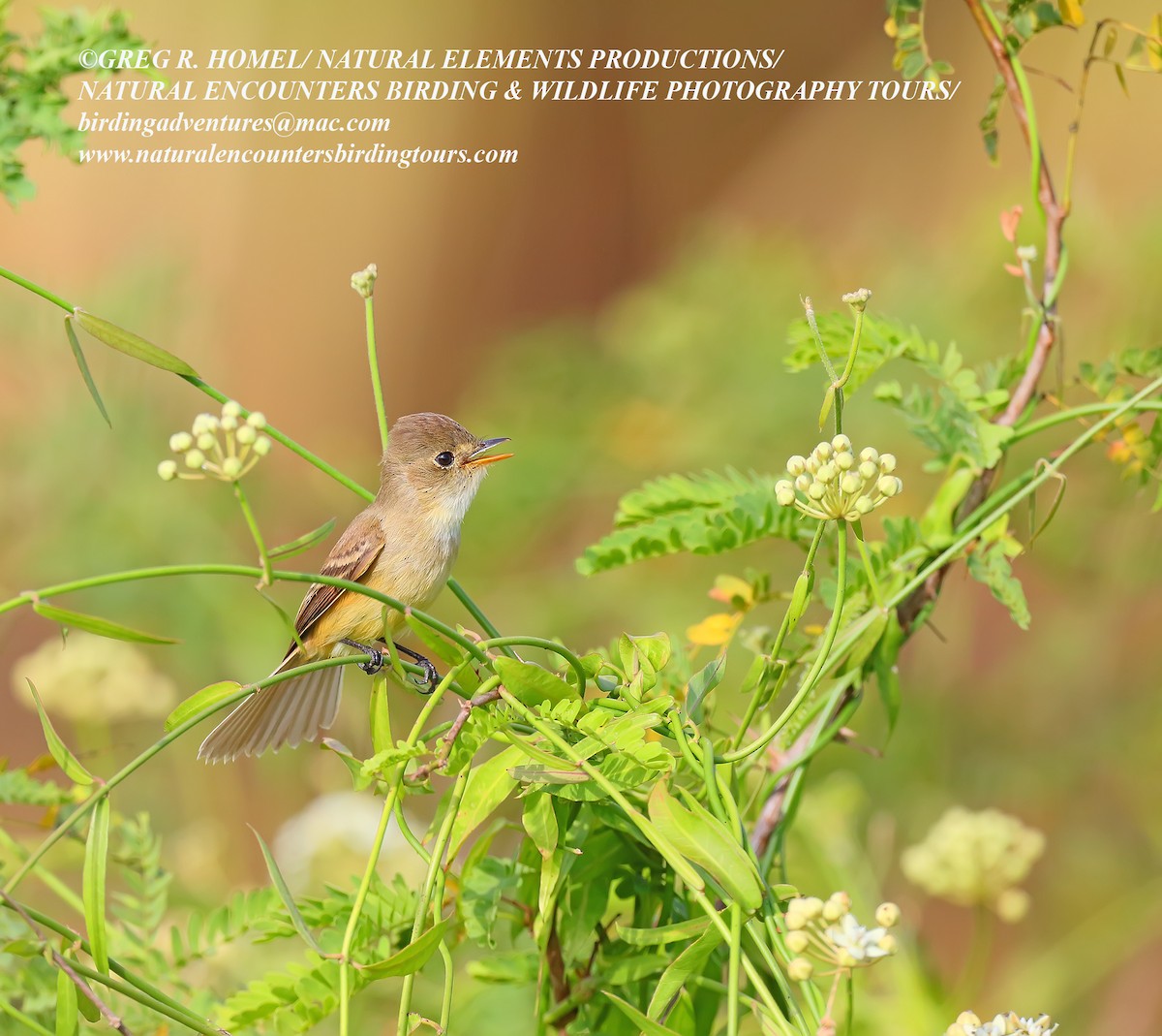 White-throated Flycatcher - ML141864831