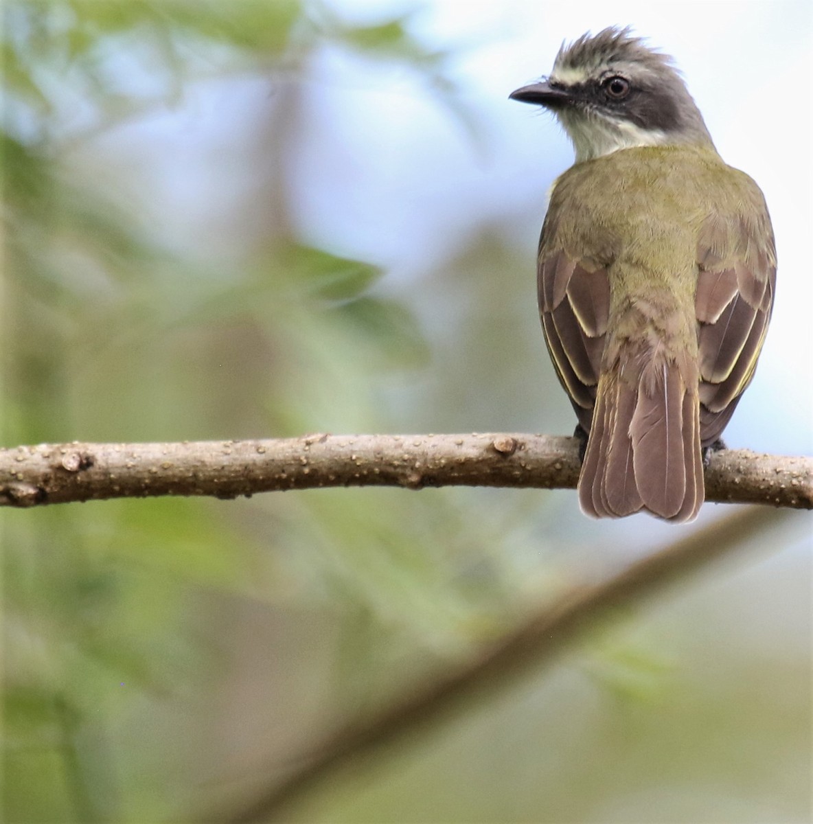 Bienteveo Cabecigrís - ML141865721