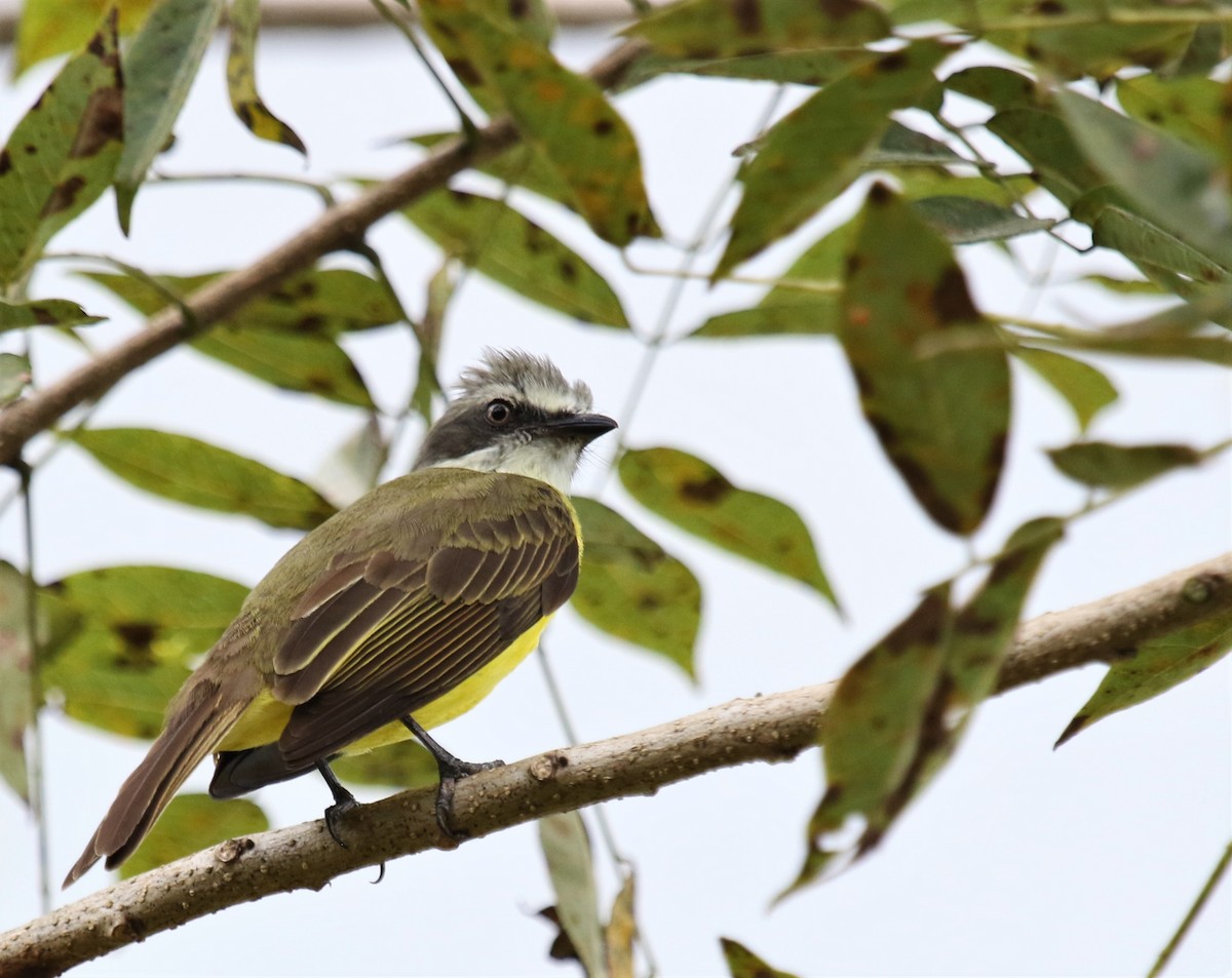 Bienteveo Cabecigrís - ML141865771