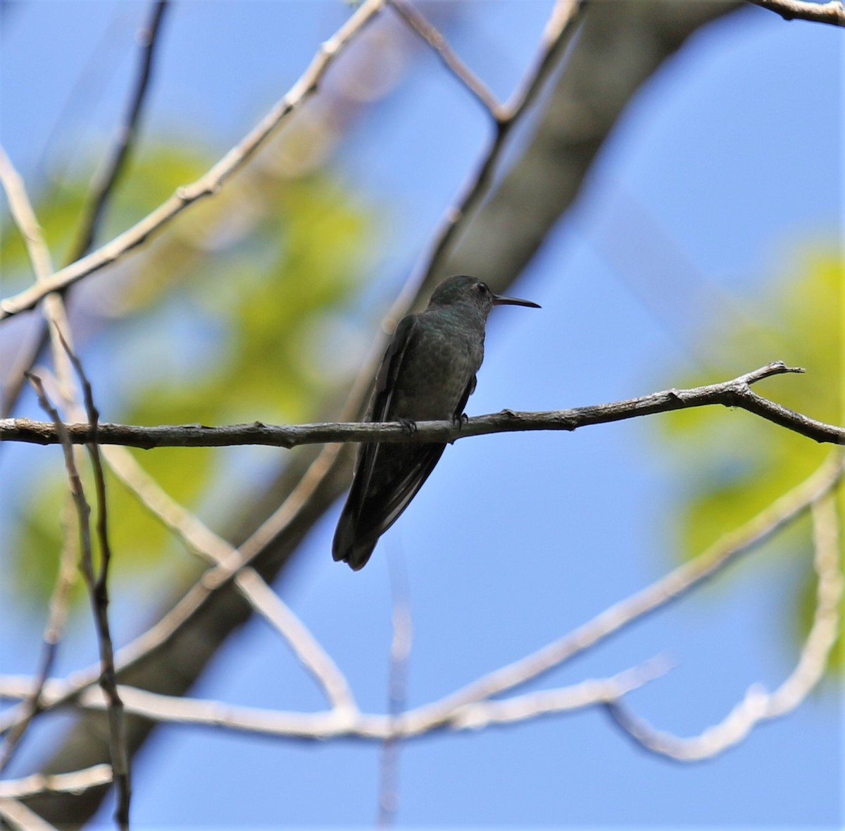 Colibrí de Cuvier - ML141866461