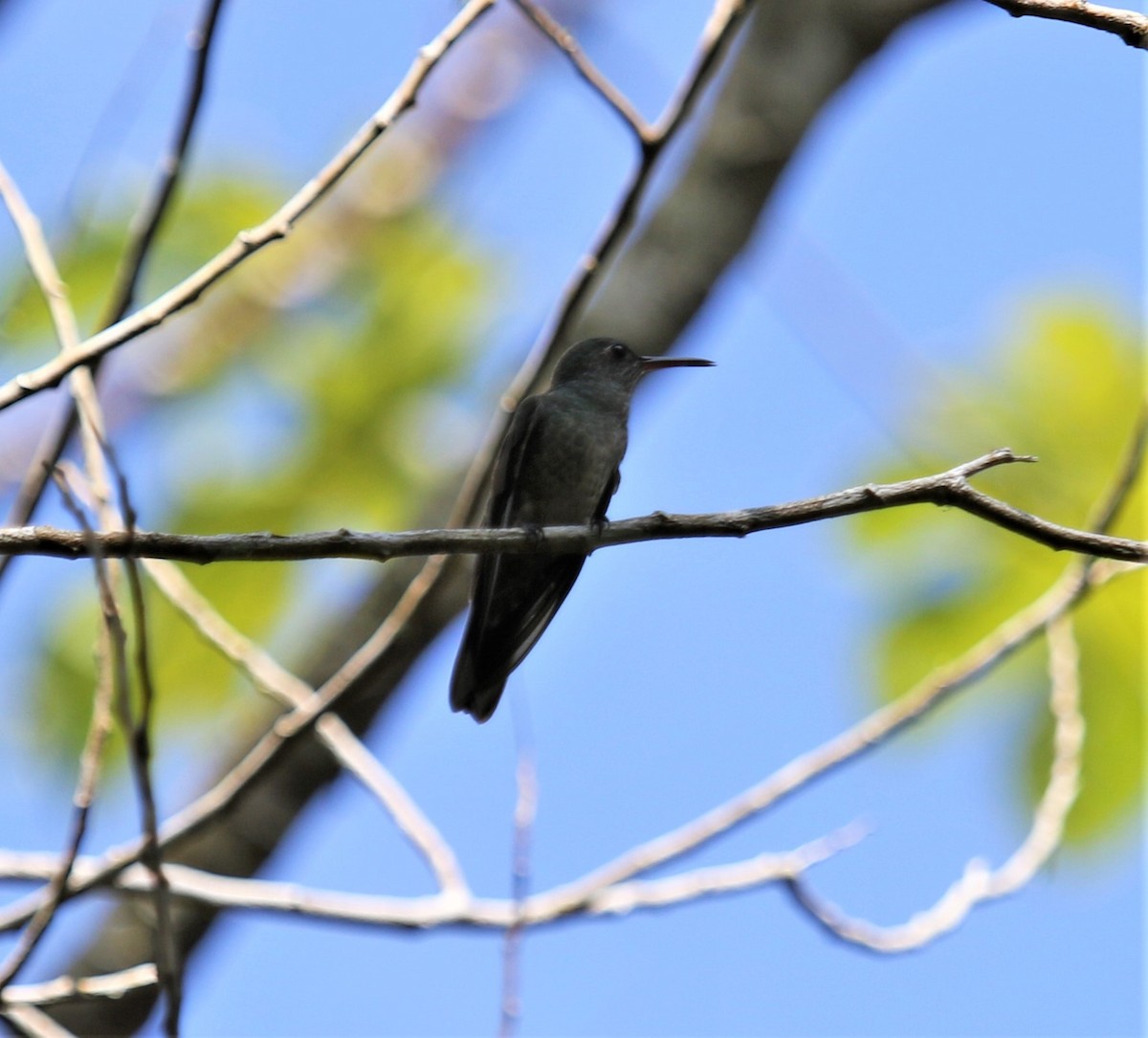 Colibrí de Cuvier - ML141866471