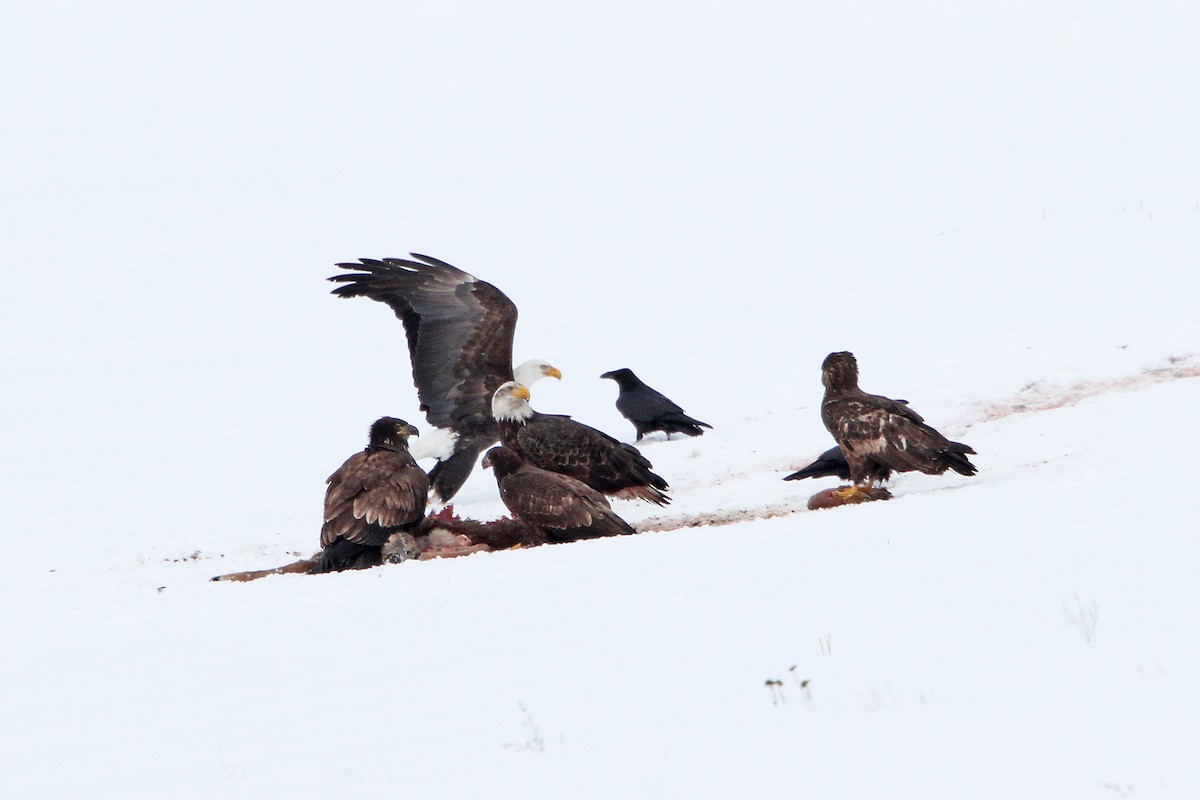 Bald Eagle - ML141866721