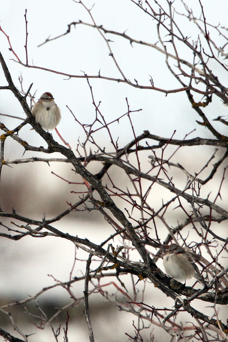 American Tree Sparrow - ML141867361