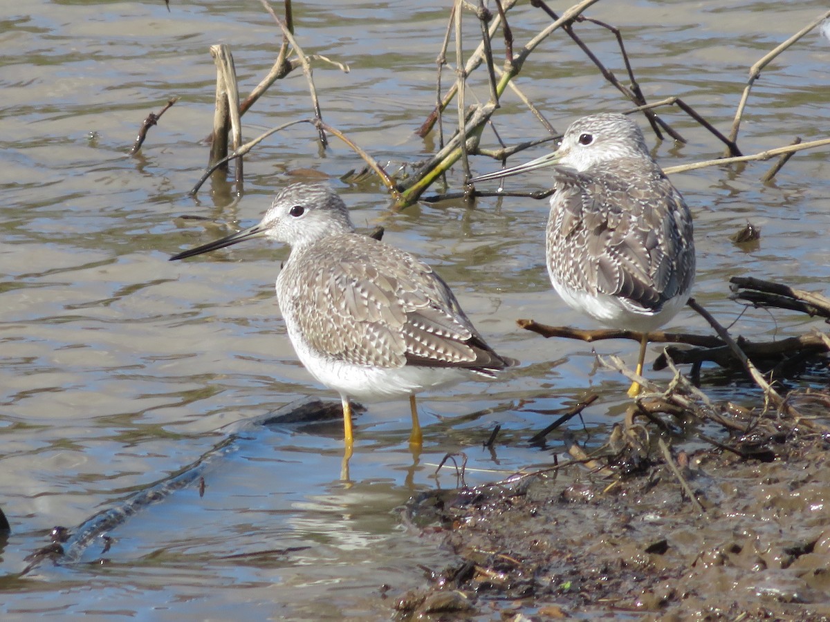 Greater Yellowlegs - ML141868151