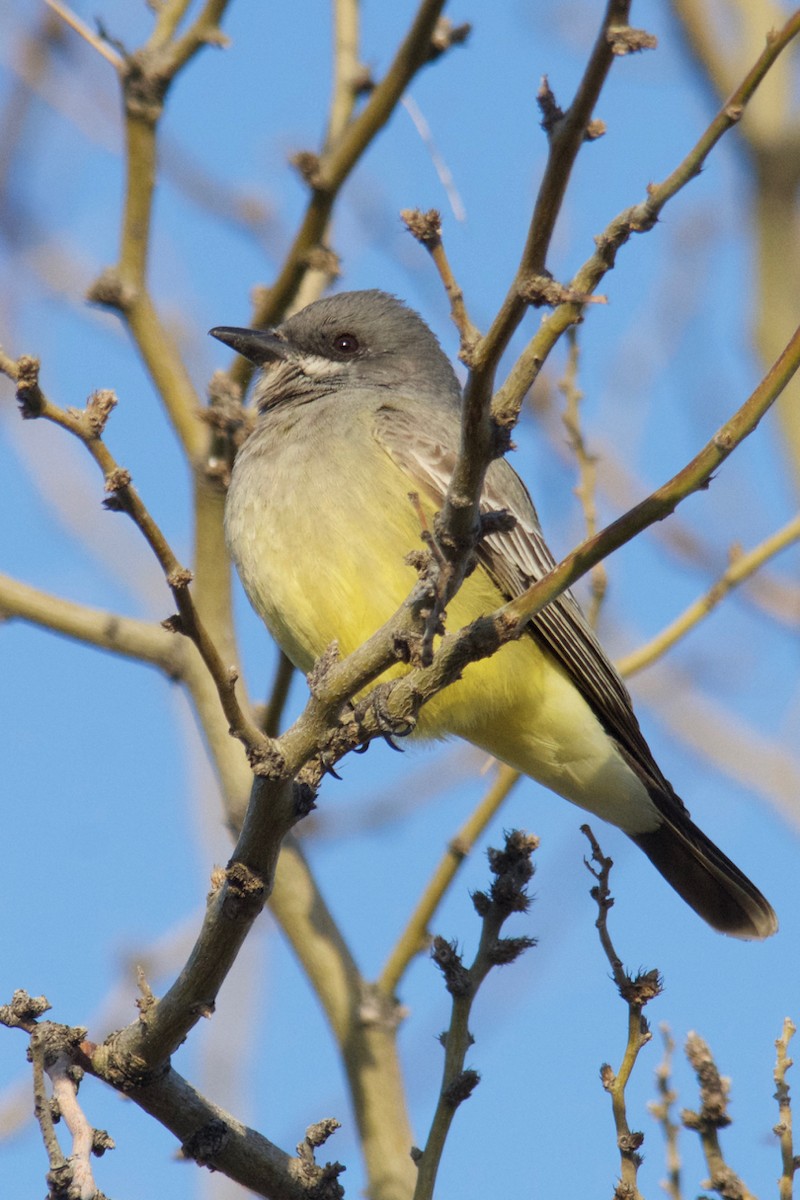 Cassin's Kingbird - ML141868721