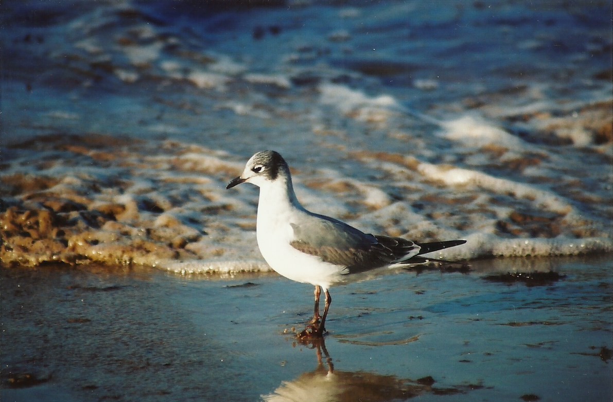 Franklin's Gull - Helder Cardoso