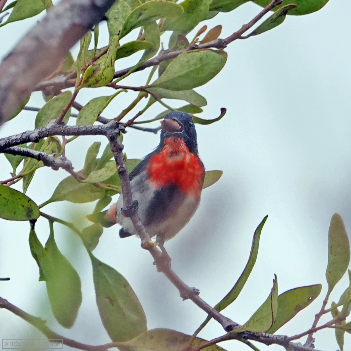 Mistletoebird - ML141869191