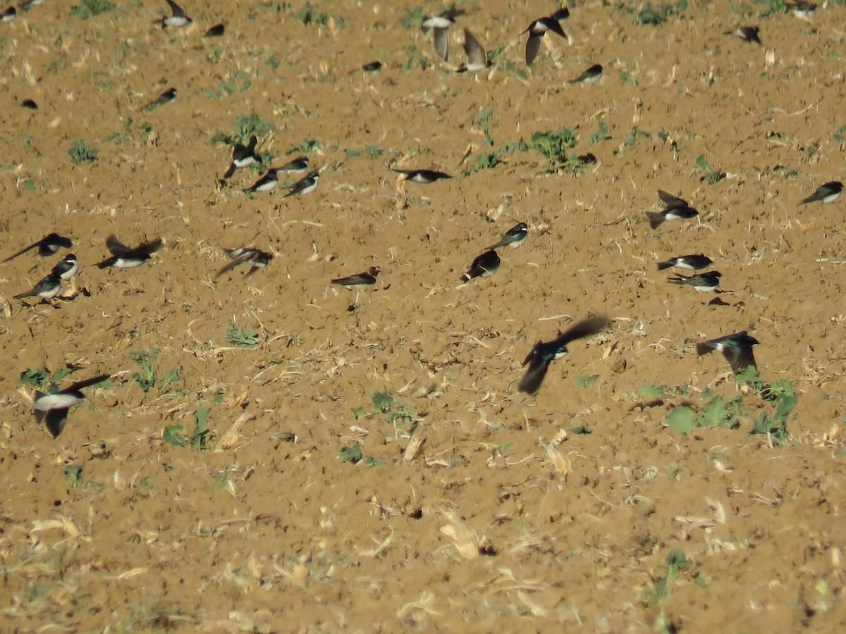 Cliff Swallow - ML141869471