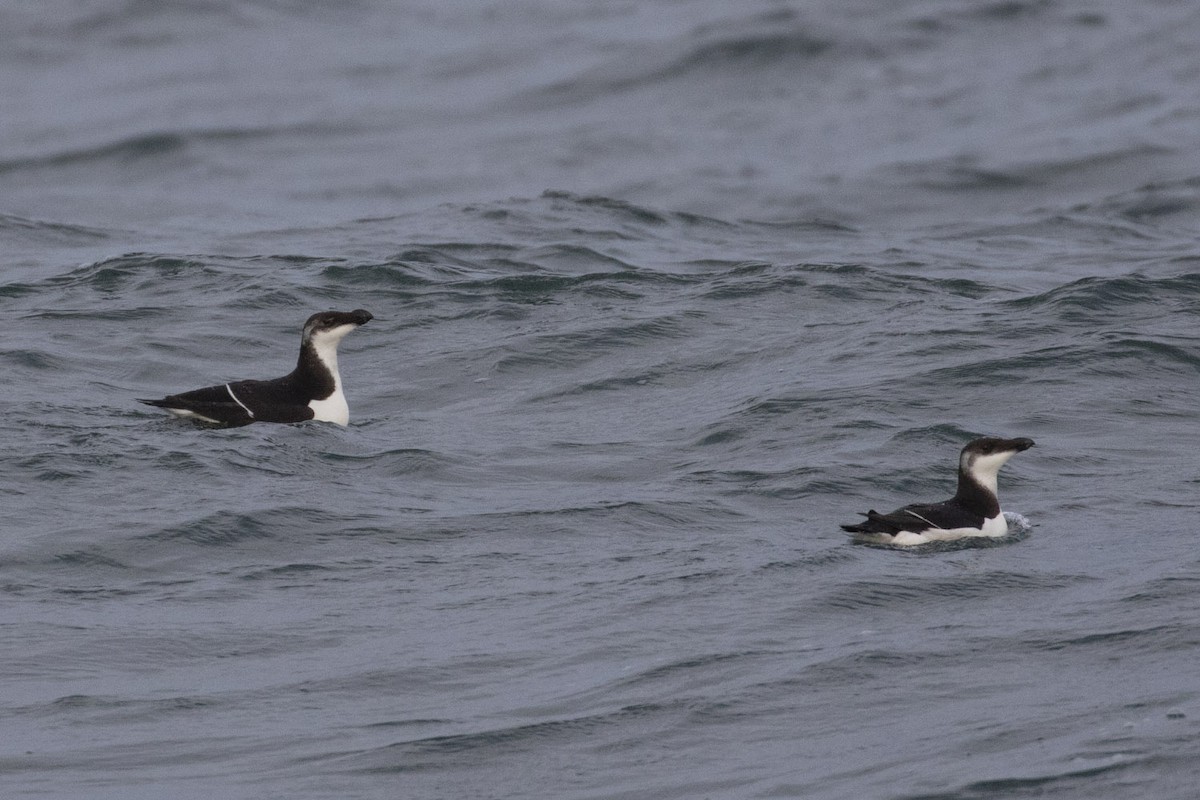 Razorbill - Michael Todd