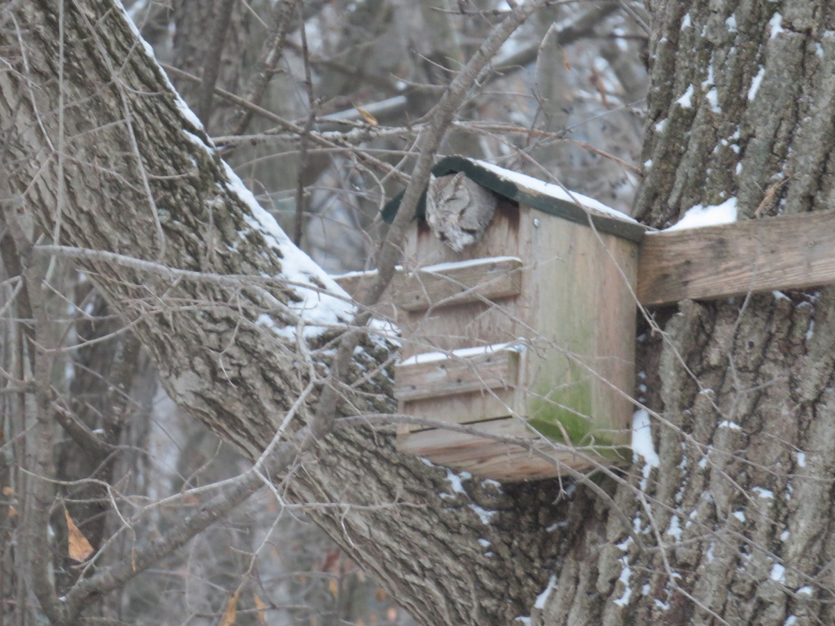 Eastern Screech-Owl - ML141869751