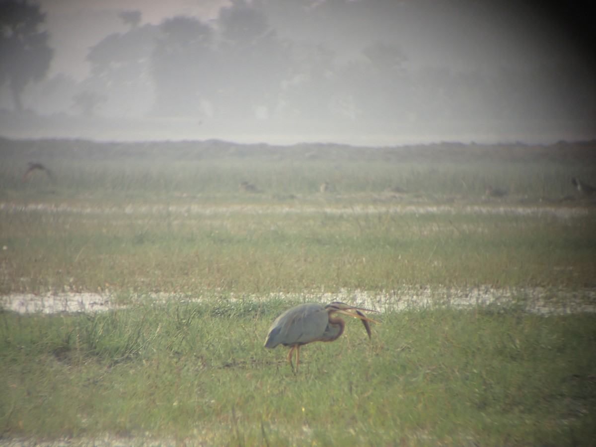 Purple Heron - ML141869931