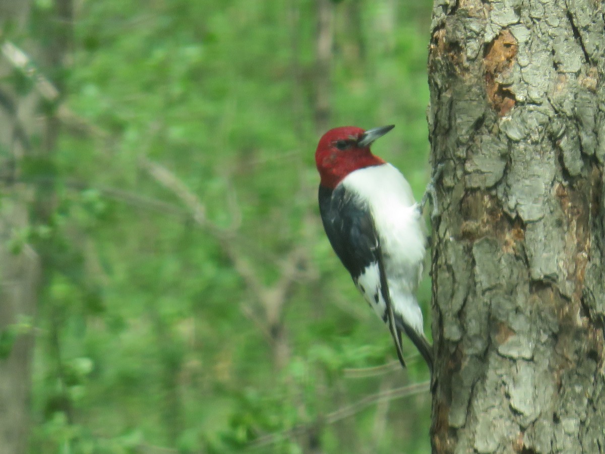 Red-headed Woodpecker - ML141870091