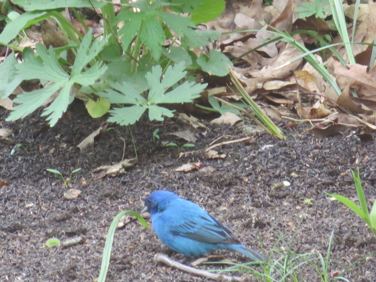 Indigo Bunting - ML141870201