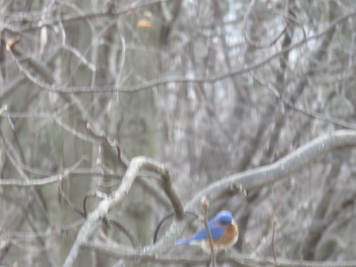 Eastern Bluebird - ML141870311