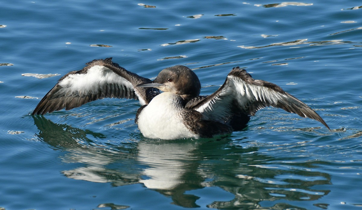 Pacific Loon - Alison Davies