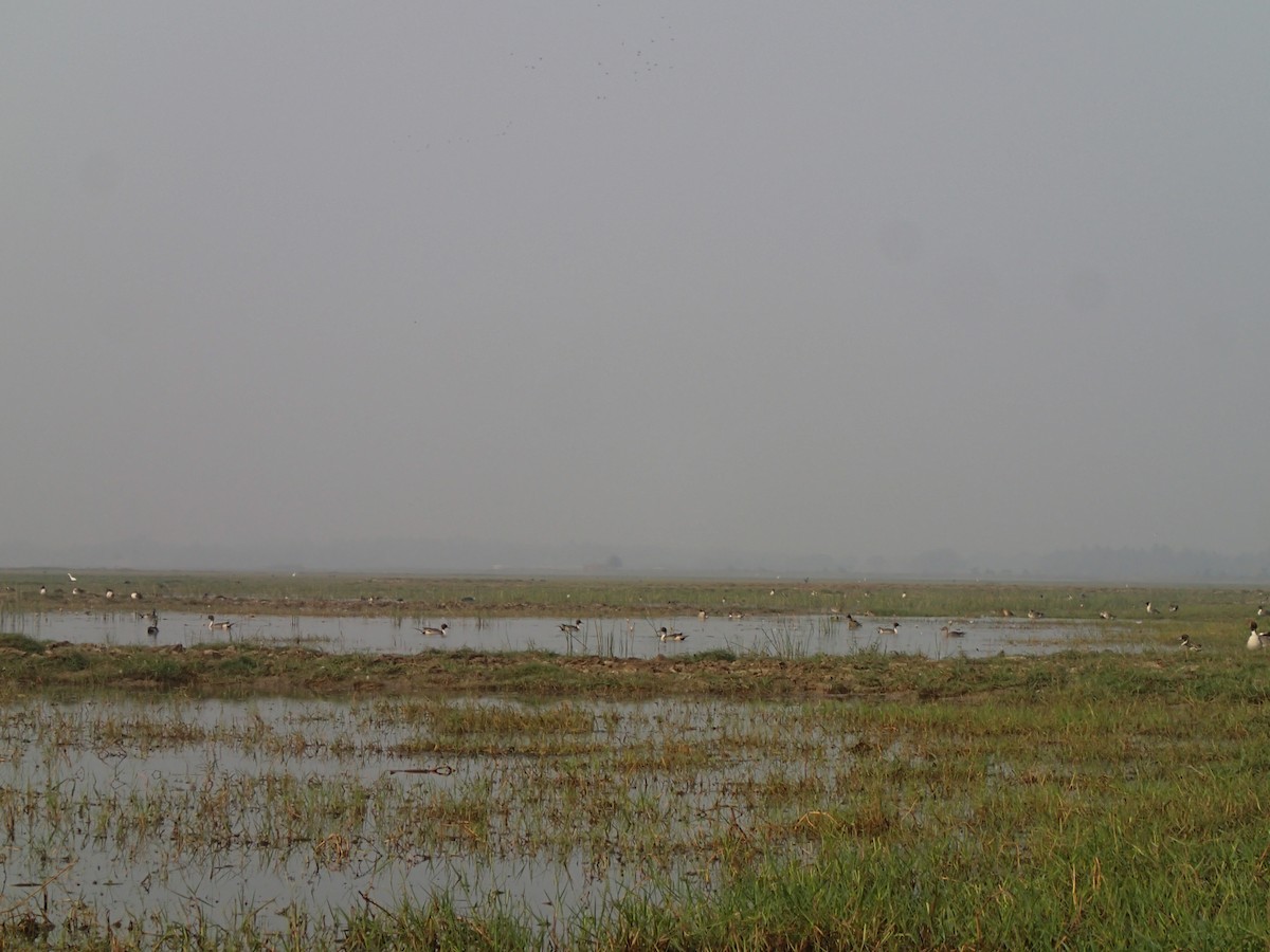 Northern Pintail - ML141871381