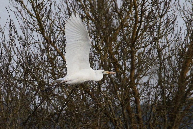 Great Egret - ML141871441