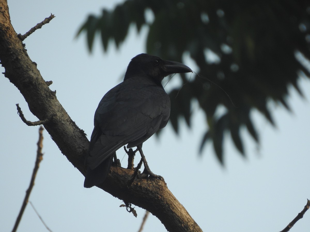 Large-billed Crow - ML141872121