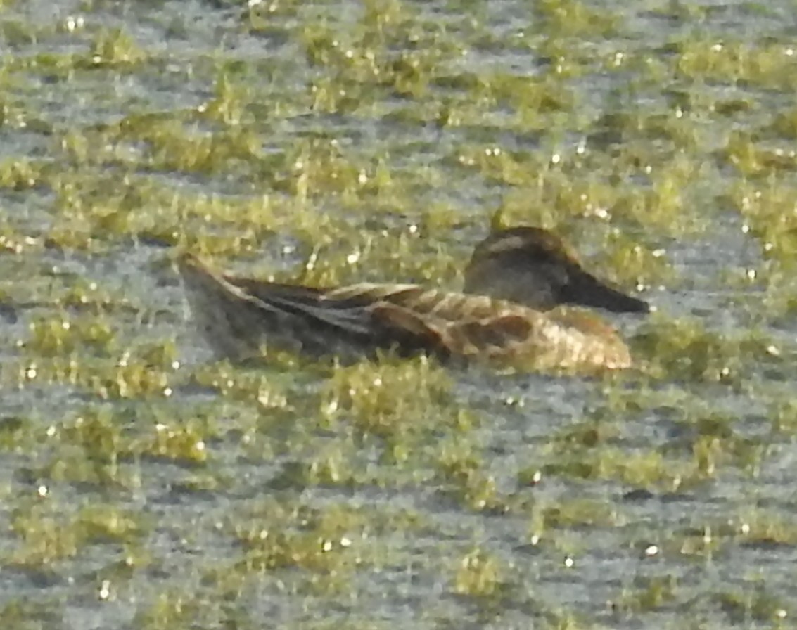 Garganey - ML141873381