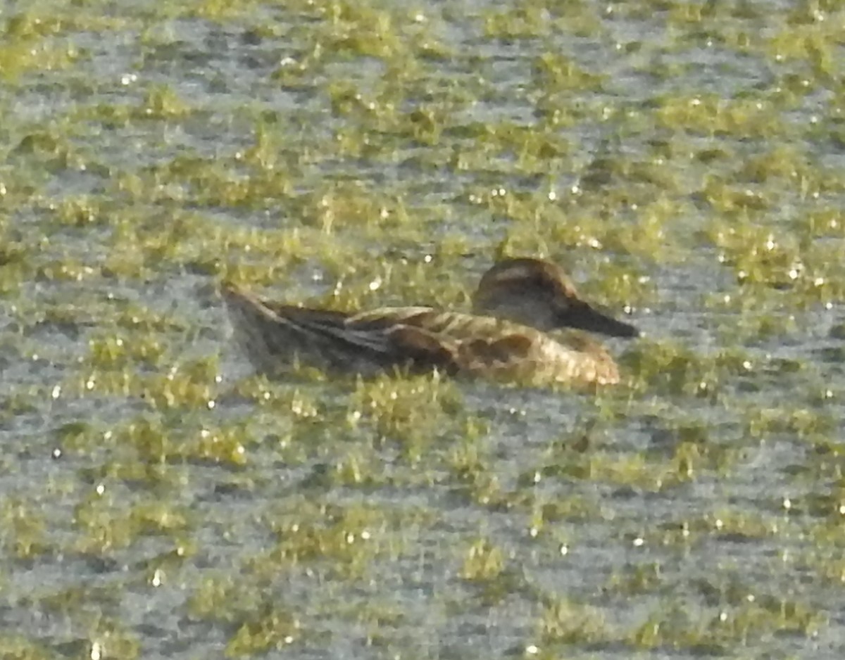 Garganey - ML141873421