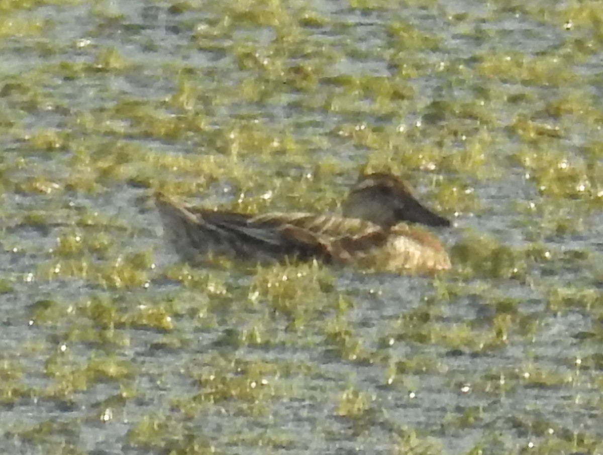 Garganey - ML141873431