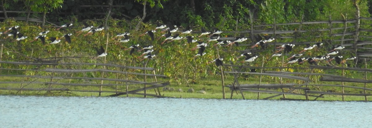 Pied Stilt - ML141873481