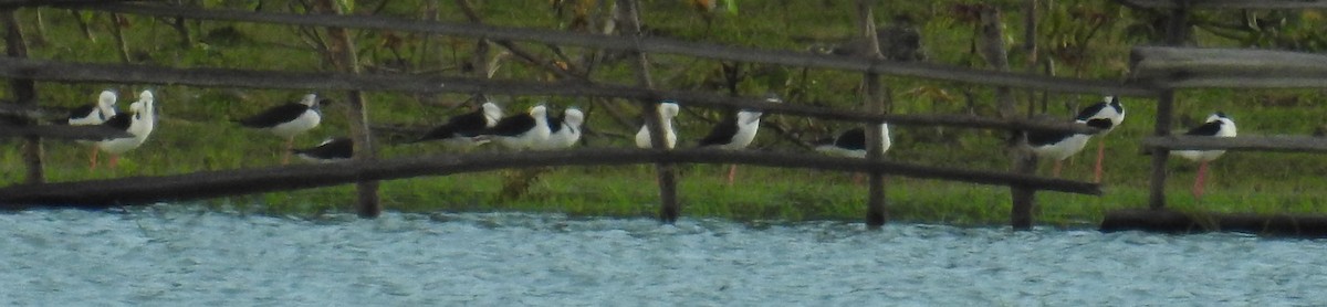 Pied Stilt - ML141873501