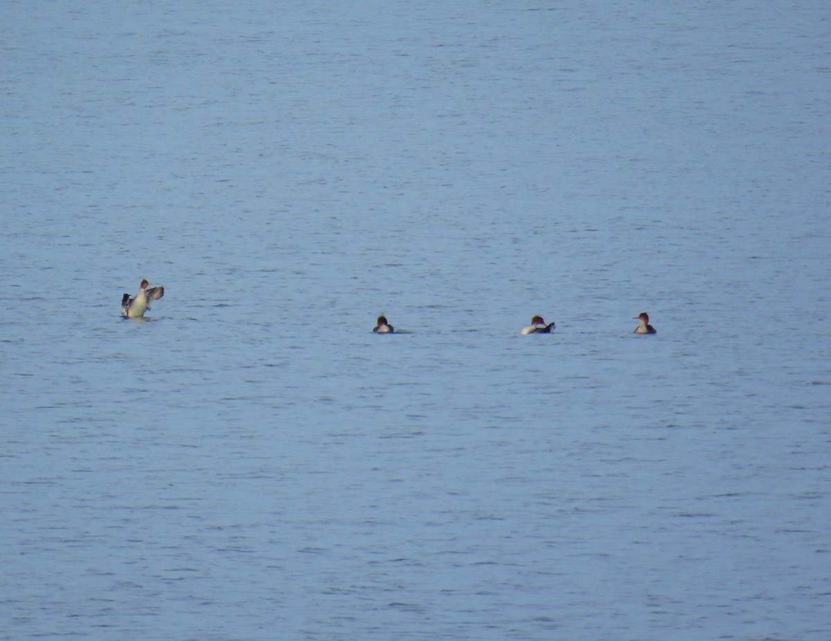 Red-breasted Merganser - ML141873761