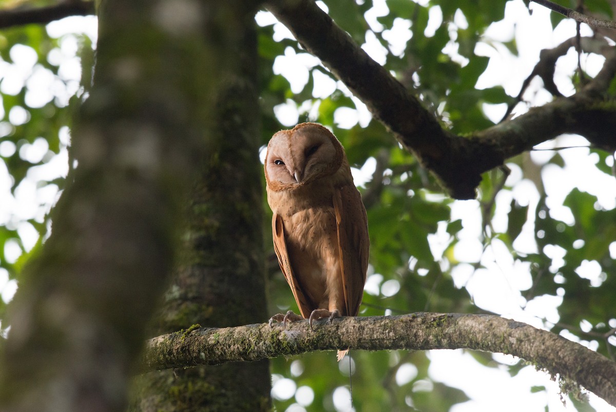 Red Owl - John C. Mittermeier