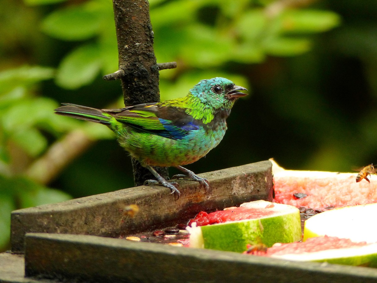 Green-headed Tanager - ML141875631