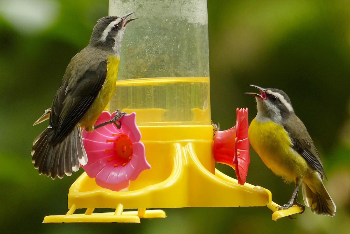 Bananaquit - ML141875661