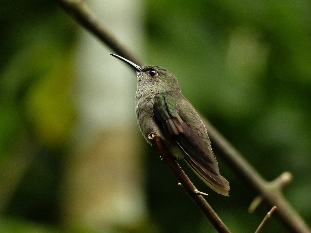 Sombre Hummingbird - ML141876321