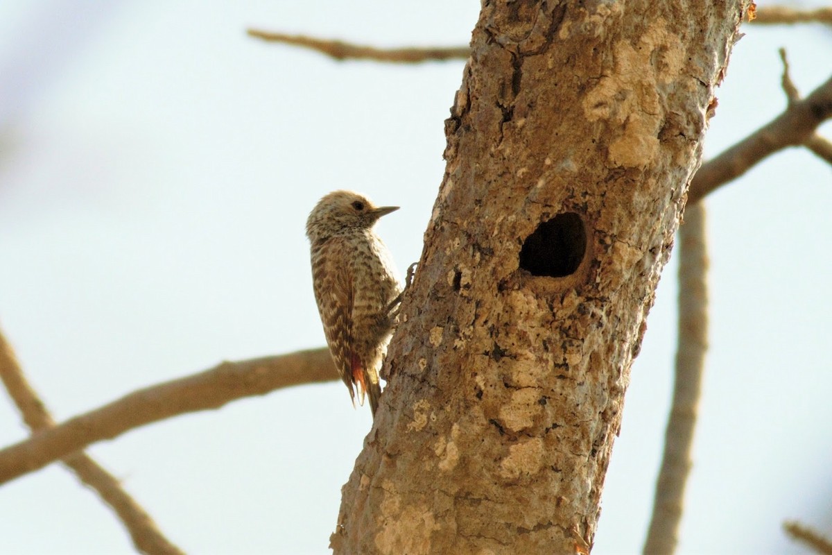 Little Gray Woodpecker - Frédéric Bacuez