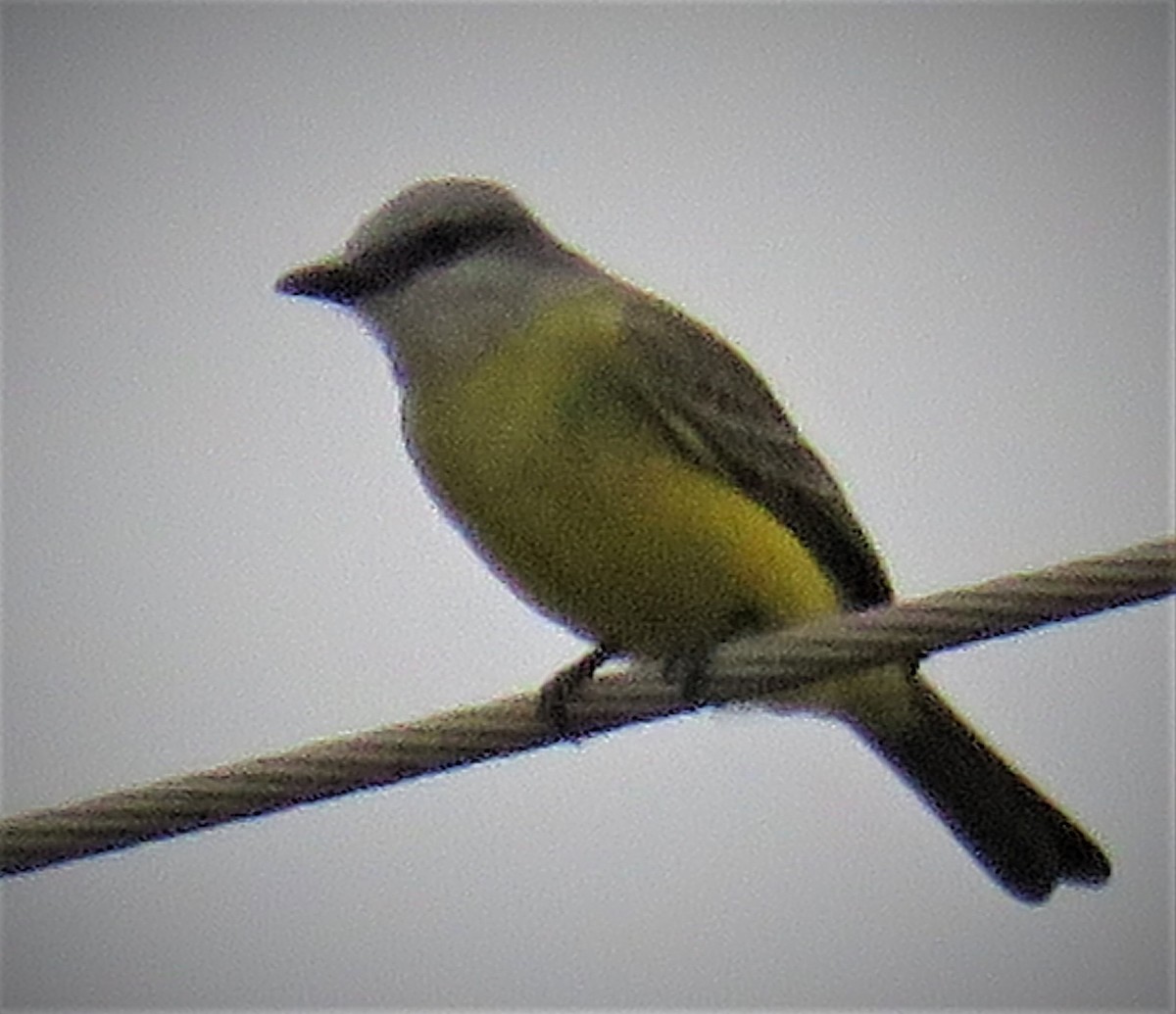 Couch's Kingbird - judy parrot-willis