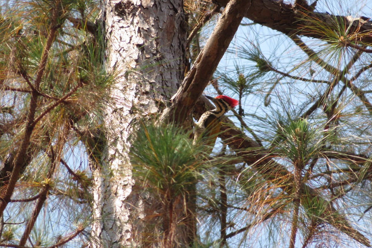 Common Flameback - ML141879461