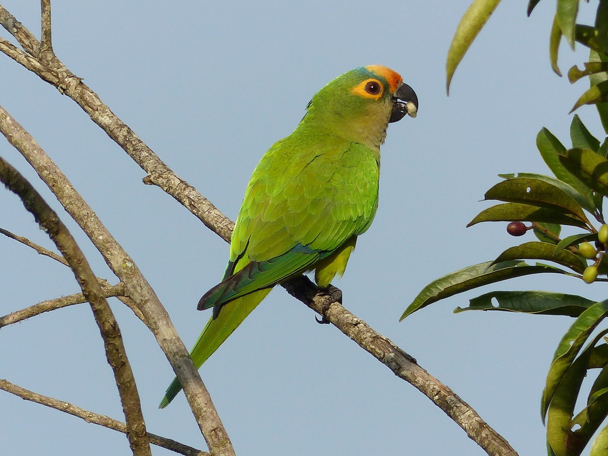 Peach-fronted Parakeet - ML141879681