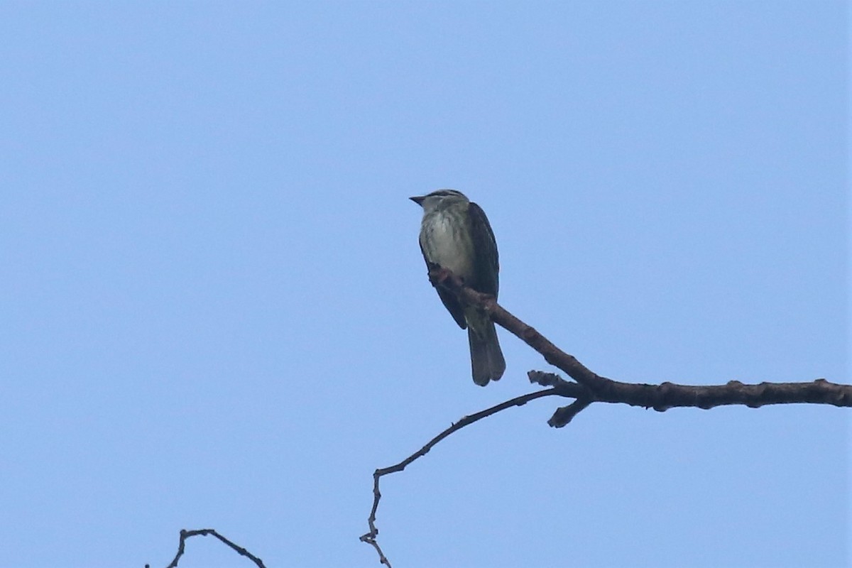 Piratic Flycatcher - ML141879761