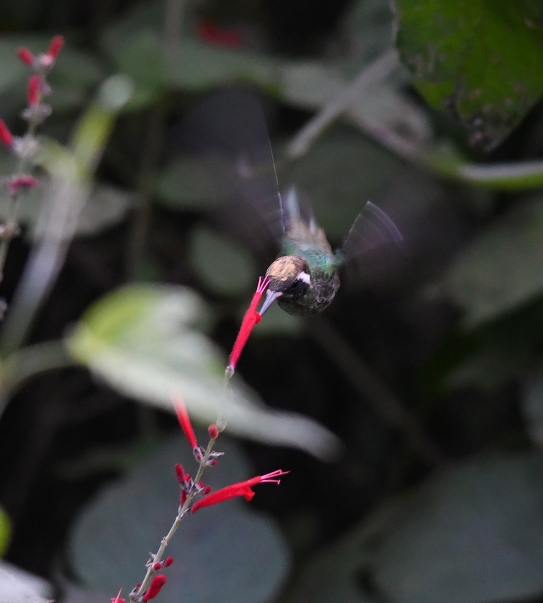 White-eared Hummingbird - ML141881731