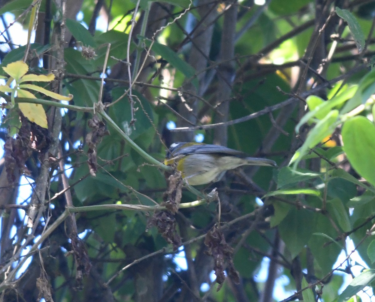 Crescent-chested Warbler - ML141881831