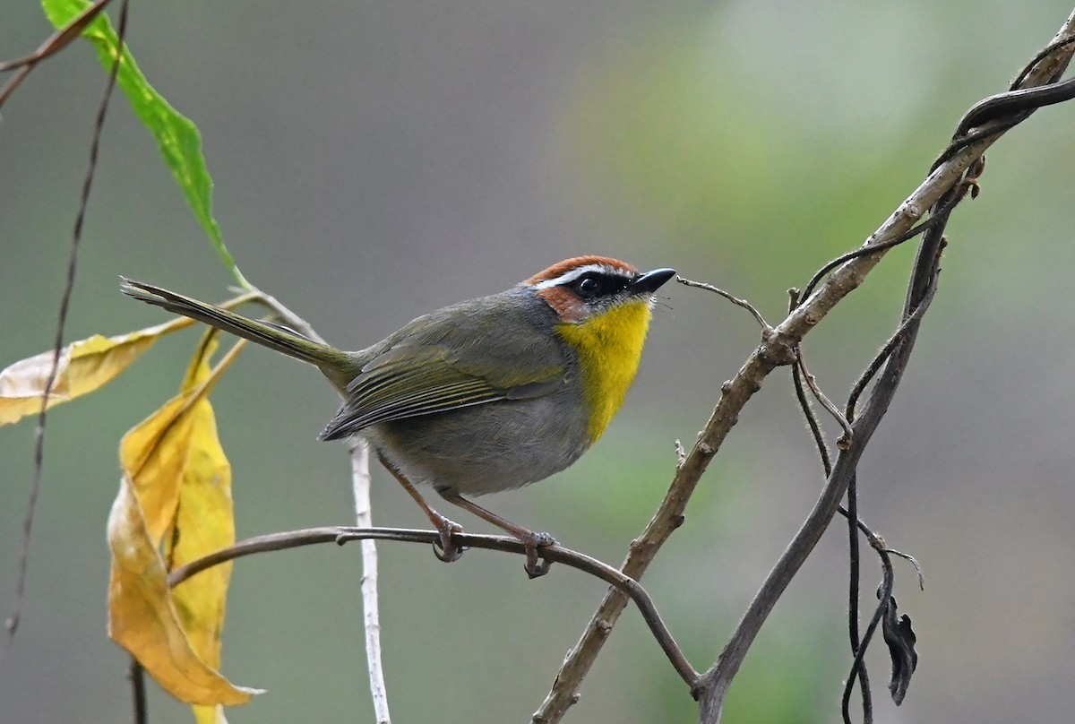 Rufous-capped Warbler - ML141881861