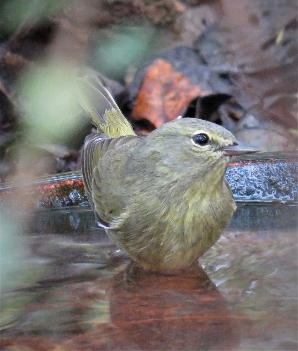 Orange-crowned Warbler - ML141882321