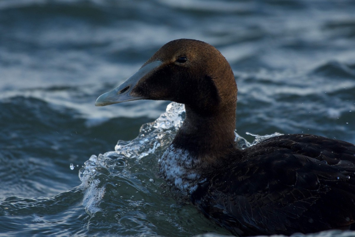 Common Eider - ML141882721