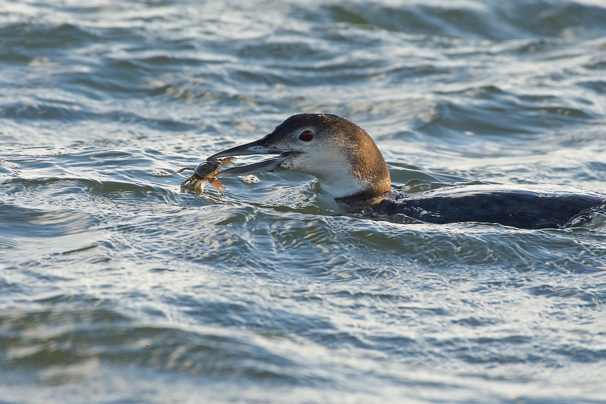 Common Loon - ML141882801