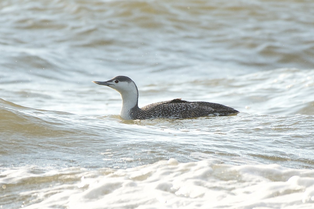 Red-throated Loon - Nick Hawvermale