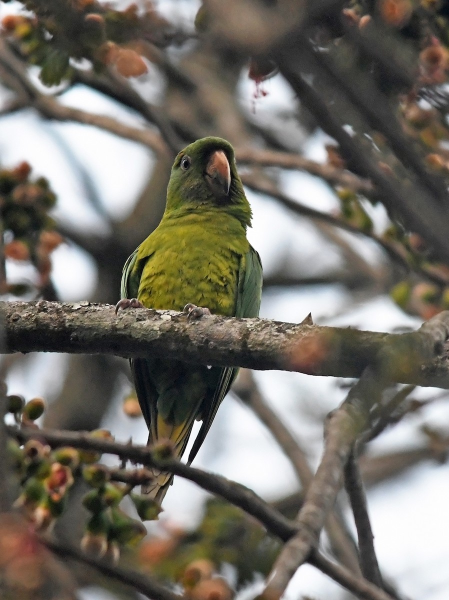 Aratinga del Pacífico - ML141882991