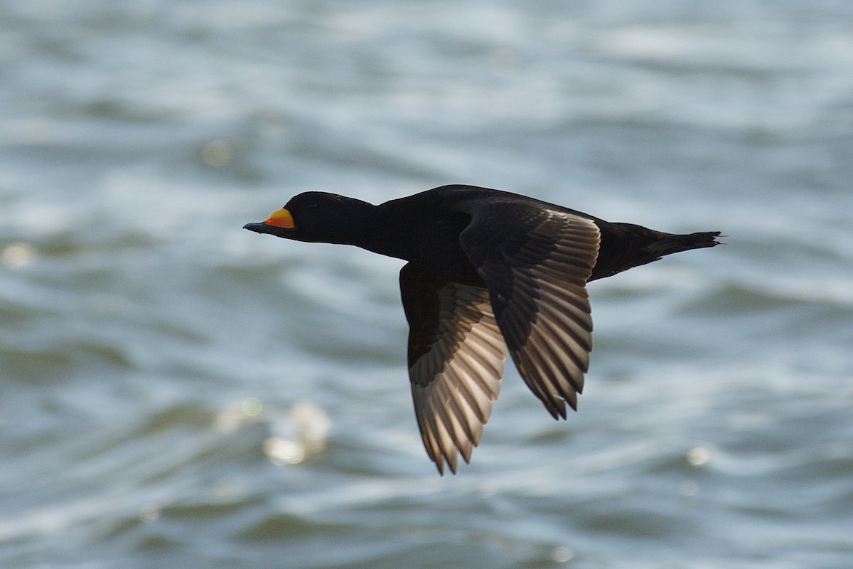 Black Scoter - ML141883031