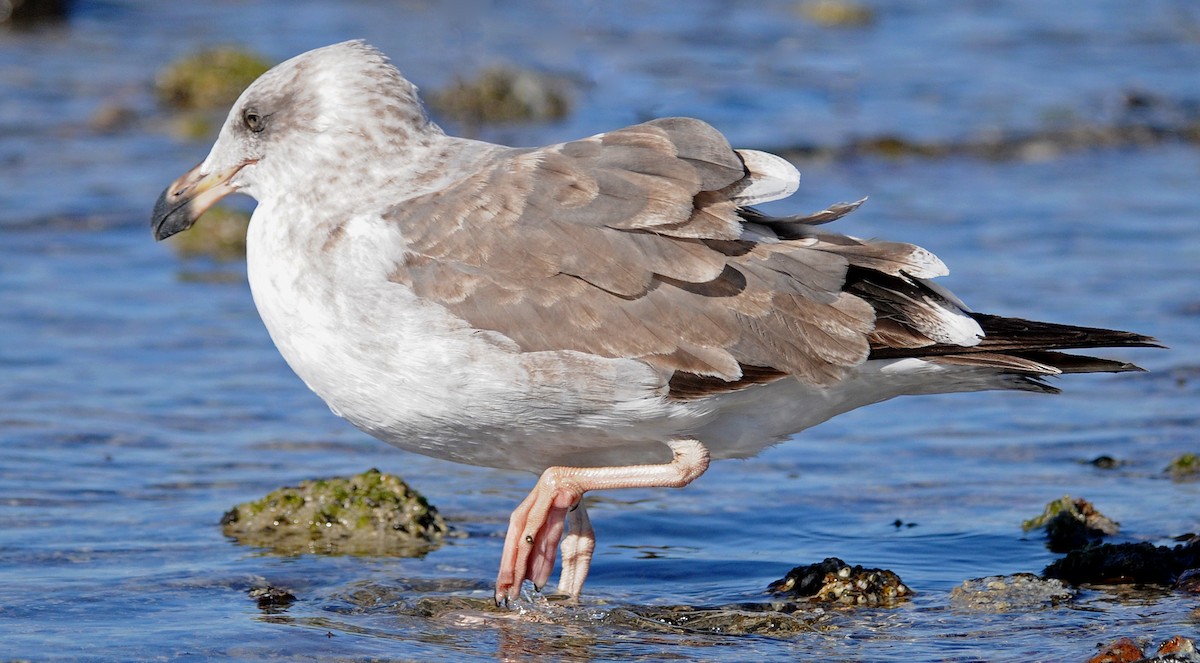 Yellow-footed Gull - ML141883131